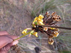Bobartia orientalis orientalis