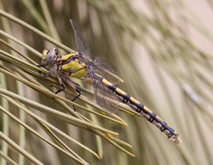Ophiogomphus occidentis