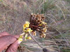 Bobartia orientalis orientalis