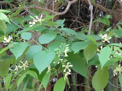 Wrightia arborea