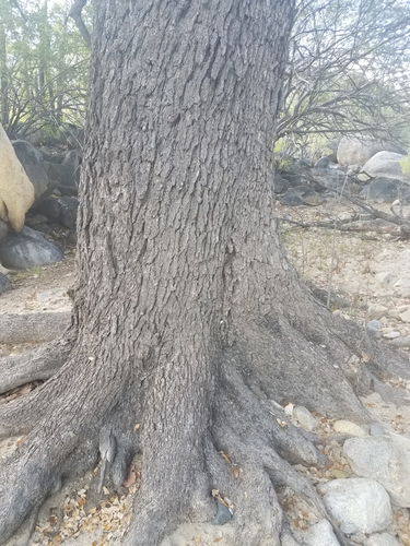 Image of Quercus brandegeei by (c) Alan Rockefeller, some rights reserved (CC BY)