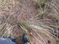 Bobartia orientalis orientalis