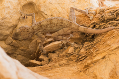 Ptyodactylus dhofarensis
