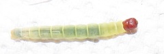 Odites