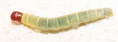 Odites