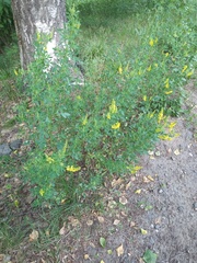 Melilotus officinalis