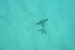 Dactylopterus volitans