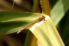 Pseudagrion furcigerum