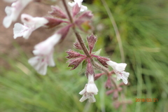 Stachys rivularis