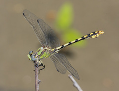 Ophiogomphus occidentis