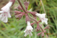 Stachys rivularis