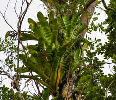 Aechmea zebrina