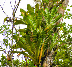 Aechmea zebrina