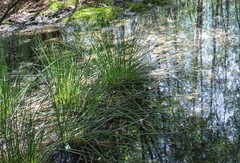 Carex panicea