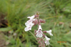 Stachys rivularis