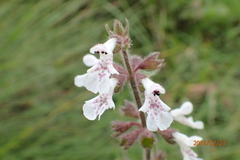 Stachys rivularis