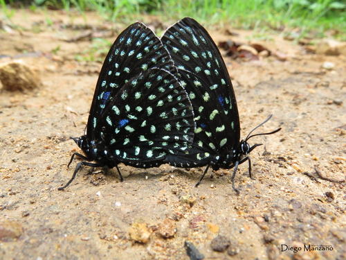 Superb Cycadian