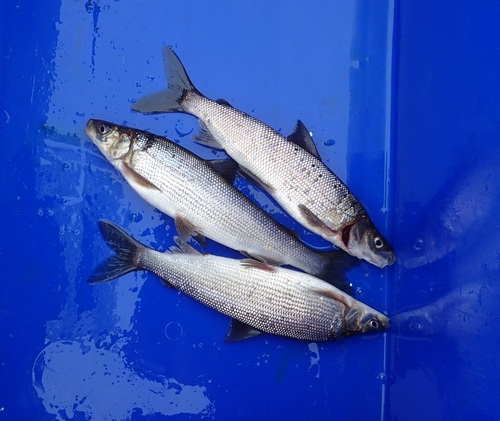 Whitefishes