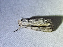Catabenoides
