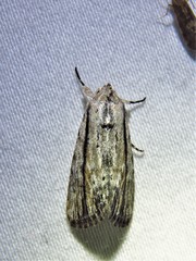 Catabenoides