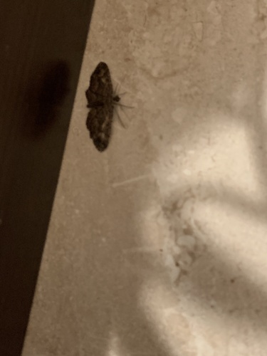 photo of Carpet Moths (Larentiinae)