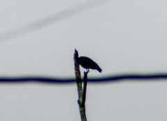 Phimosus infuscatus