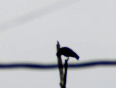 Phimosus infuscatus