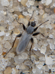 Chersodromia inusitata