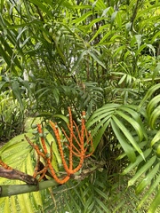 Chamaedorea seifrizii