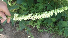 Digitalis lutea