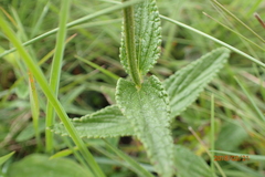 Stachys rivularis