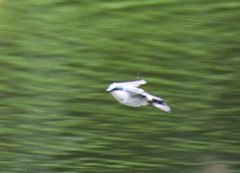 Tachycineta albiventer