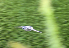 Tachycineta albiventer