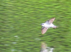 Tachycineta albiventer