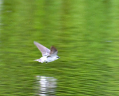 Tachycineta albiventer