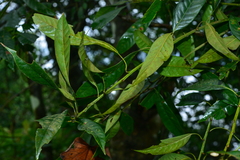 Lithocarpus brevicaudatus