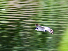 Tachycineta albiventer