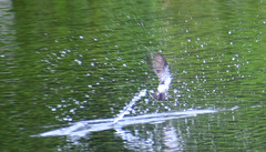 Tachycineta albiventer