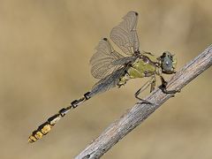 Ophiogomphus occidentis