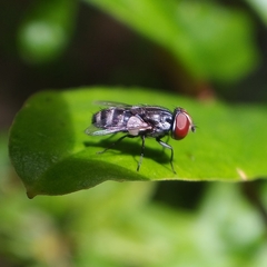Miltogramma taeniata