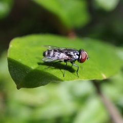 Miltogramma taeniata