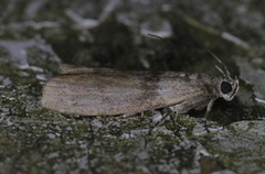 Meroptera pravella