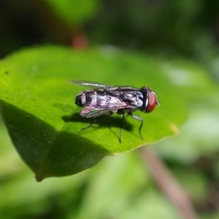Miltogramma taeniata