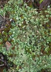 Cladonia asahinae