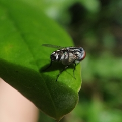 Miltogramma taeniata