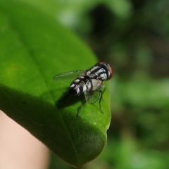 Miltogramma taeniata