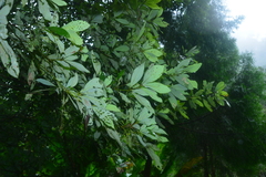 Phoebe formosana