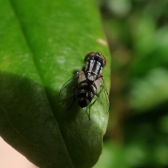 Miltogramma taeniata