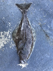 Hippoglossus stenolepis