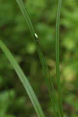 Tetragnatha pinicola